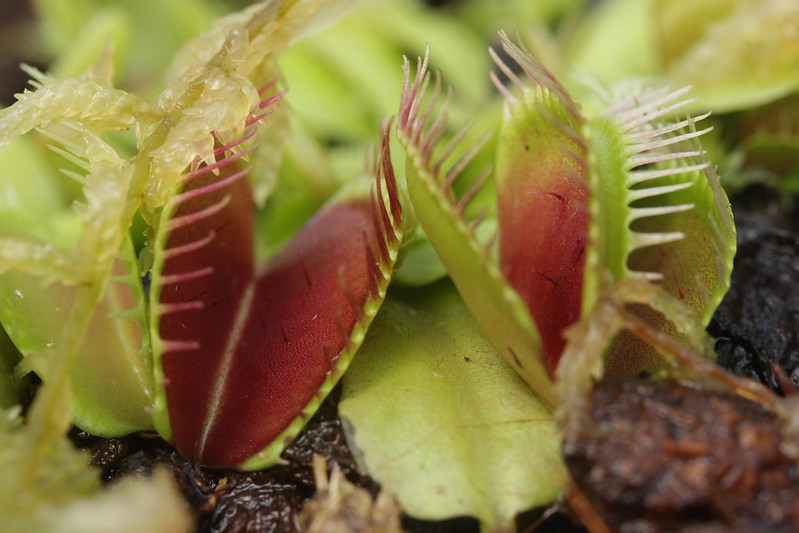 Venus flytrap - Dionaea muscipula