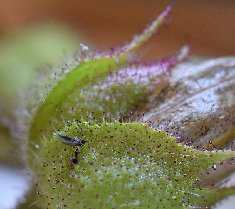 Drosophyllum Lusitanicum seed pod with prey
