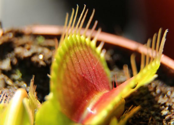 The Definitive Guide to Carnivorous Plants (for beginners) - Plants ...