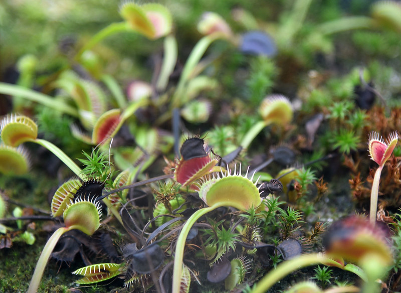 Venus flytrap Dionaea muscipula