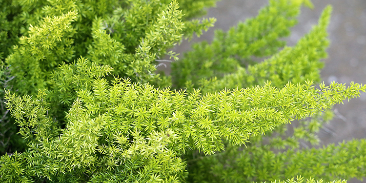 Asparagus Fern Image