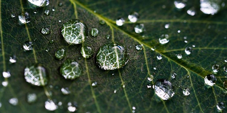 Droplets of water on a leaf