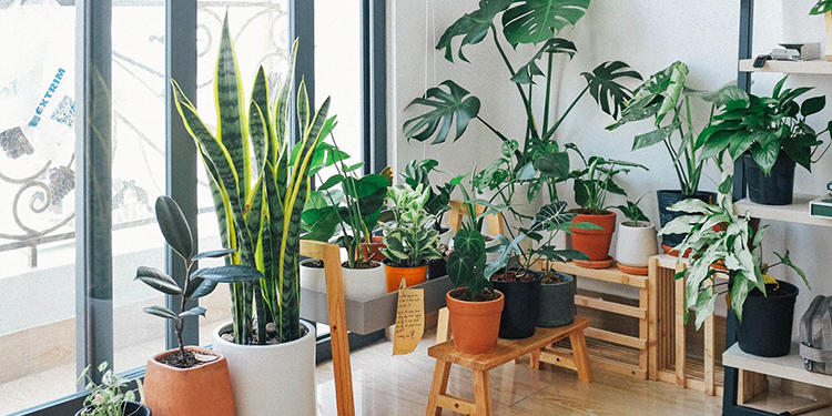 Collection of Indoor Plants