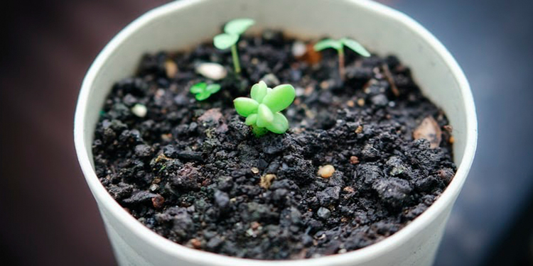 Baby plants growing in a small pot