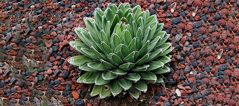 Queen Victoria Agave Plant