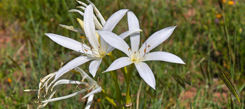Andamooka Lily
