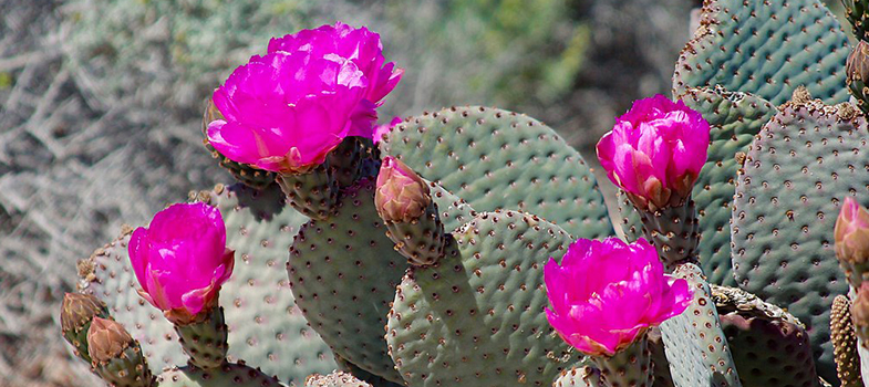 Beavertail Cactus Plants with Flowers