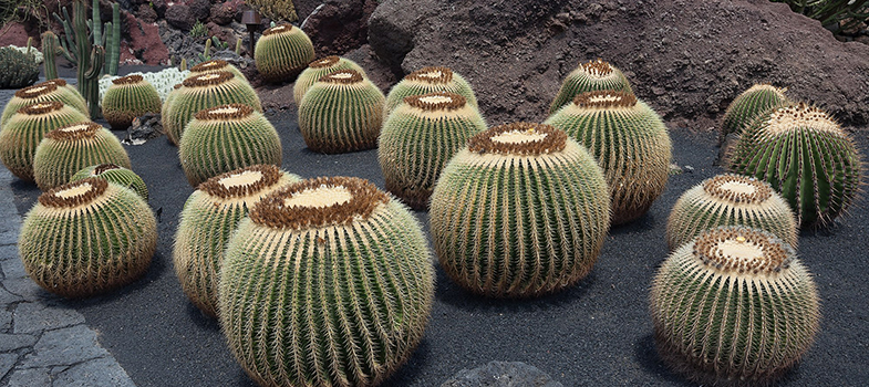 Golden Barrel Cactus Plant
