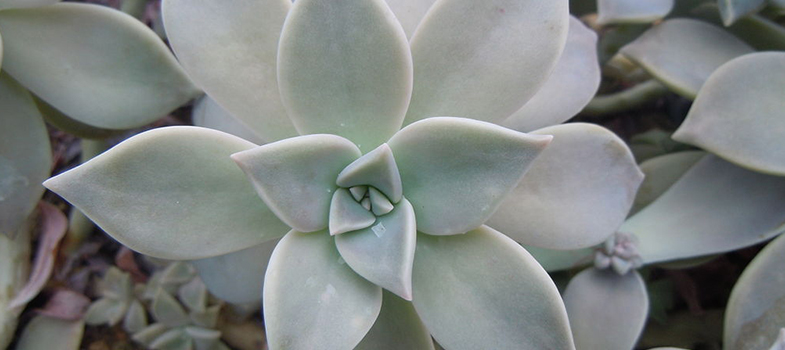 Mexican Desert Plant: Mother of Pearl