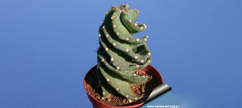 Spiralled Cactus