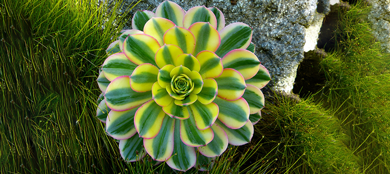 Sunburst Plant Flower