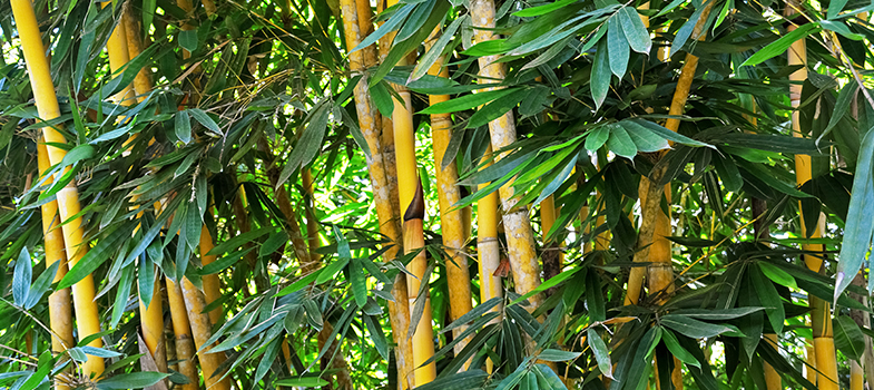 Lucky Bamboo Tree