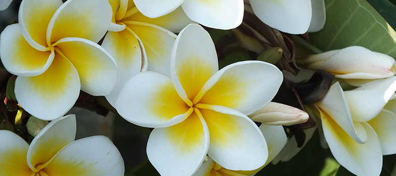 Plumeria Frangipani White