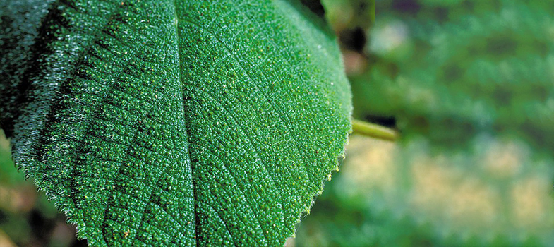 Gympie Gympie Plant Leaf