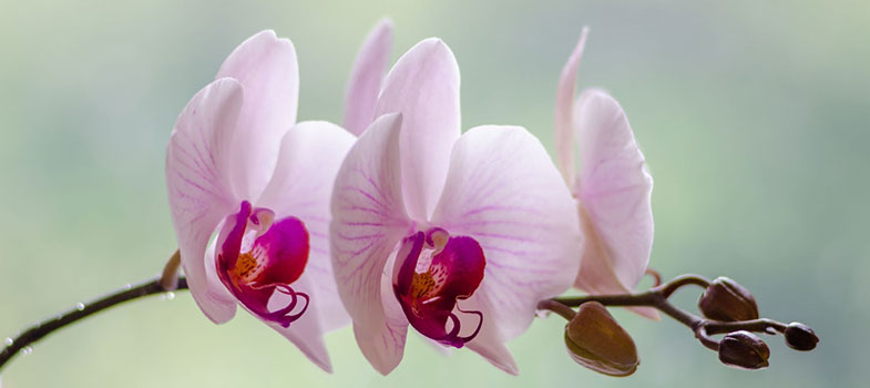 White and Pink Moth Orchid in Bloom