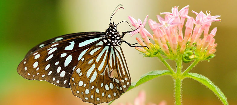 Black and White Butterfly on Pink Flower