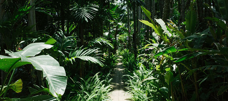 Road Inside Southeast Botanical Garden