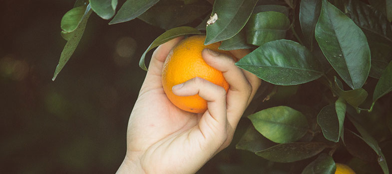 Person picking orange fruit