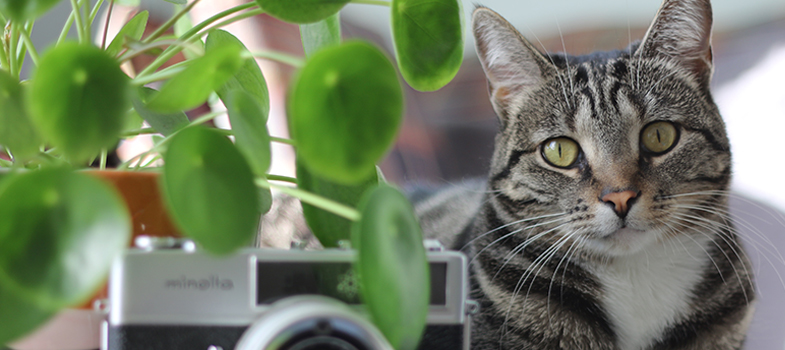 Cat sitting beside a pet friendly Pilea plant