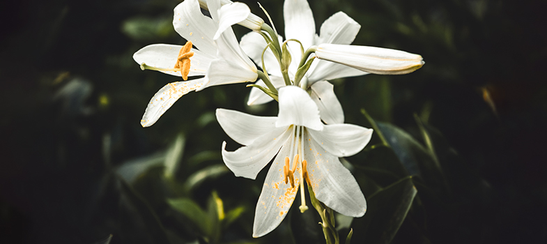 White lilies: Not a pet safe plant