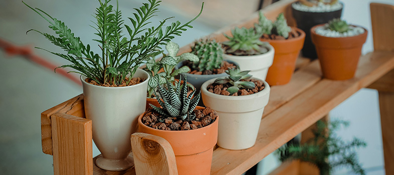 Green Indoor Potted Plants