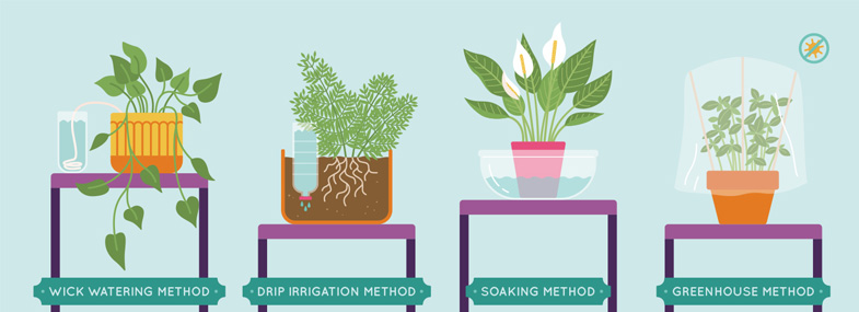 Top 5 Tips on How to Water Plants While Away